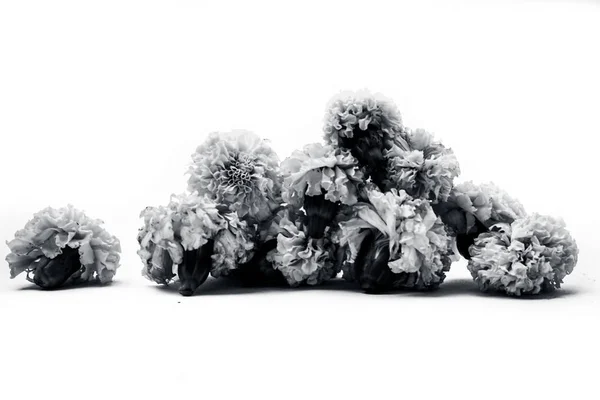 Marigold Kwiaty Izolowane Białym Tle — Zdjęcie stockowe