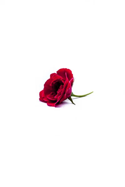 Red Rose Isolated White Background — Stock Photo, Image