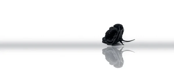 孤立在白色背景上的黑玫瑰 — 图库照片