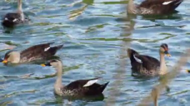 Gündüz vakti gölde ördekler.