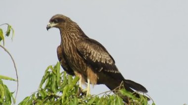 Ağaçta oturan kartal