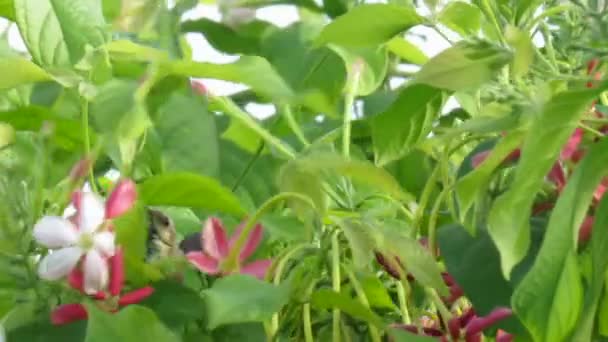 Shot Fresh Flowers Chinese Honeysuckle Rangoon Creeper Madhumalti Little Bird — Stock Video