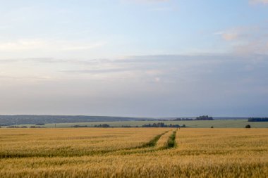 Manzara. Summer, alan, doğa manzarası