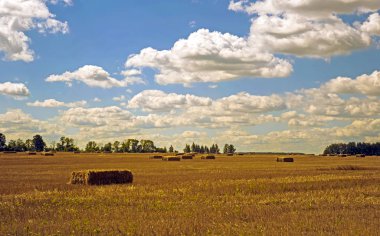 Manzara. Summer, alan, doğa manzarası