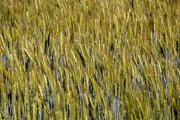 Paisaje Verano Campo Campo Orejas Agricultura — Foto de Stock