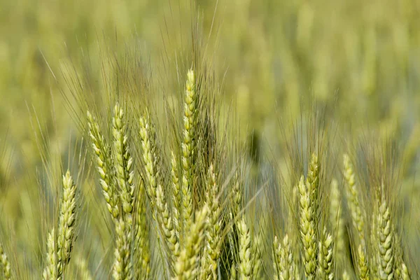 Landschaft Sommer Feld Landschaft Ohren Landwirtschaft — Stockfoto