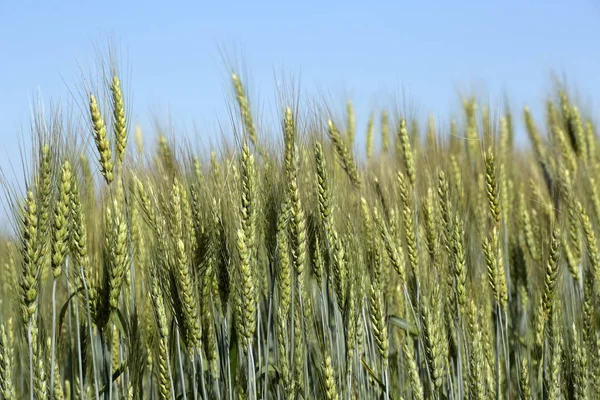 Landschaft Sommer Feld Landschaft Ohren Landwirtschaft — Stockfoto