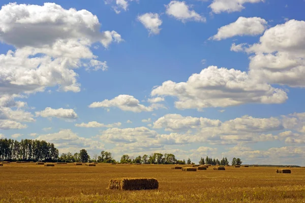 Manzara. Summer, alan, doğa manzarası