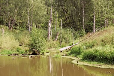 Orman gölet. Su yüzeyi, Doğa, orman.