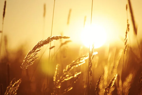 Bir güneş ışıkları. Sabah erken, summe