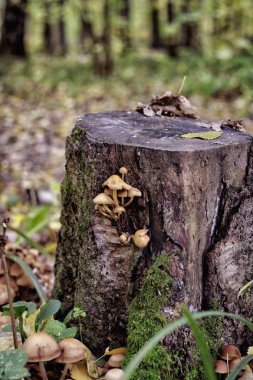 Sonbahar. Doğa Sonbahar görünümünü, sarı yapraklar