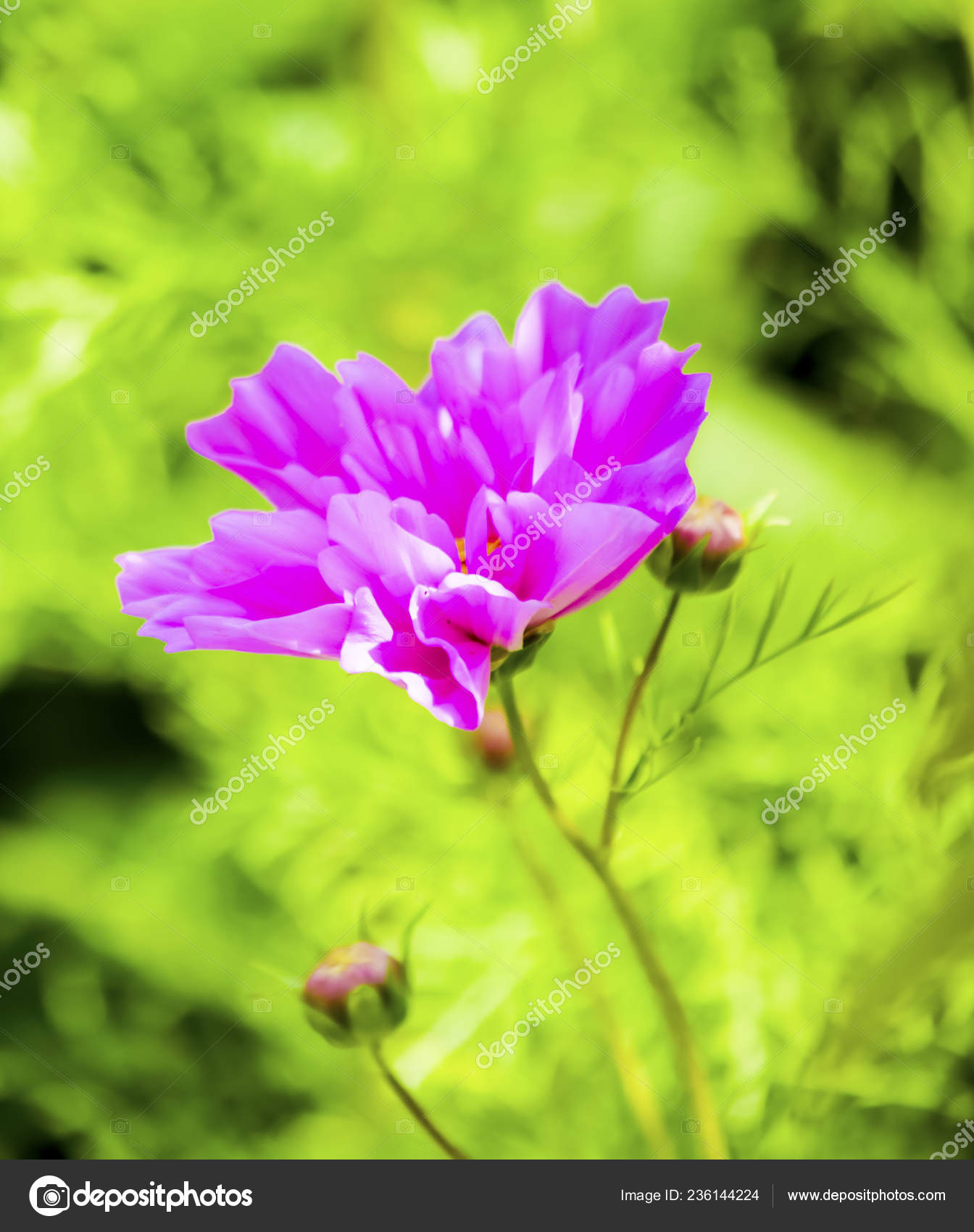 Blumen Garten Makro Schone Pflanzen Sommer Schone Aussicht