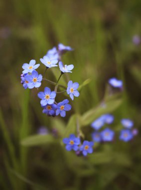 Unutma. Bahçede. Unutma çiçekler. Bahar, yaz bahçede.