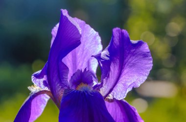 Çiçek Iris. Yaz bahçesi. Güzel çiçekler. Bitkiler.