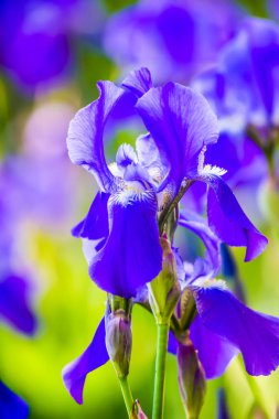 Çiçek Iris. Yaz bahçesi. Güzel çiçekler. Bitkiler.