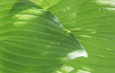 Yaz bahçesi. Güzel yaprakları. Bitkiler. Yeşil büyük yaprakları.