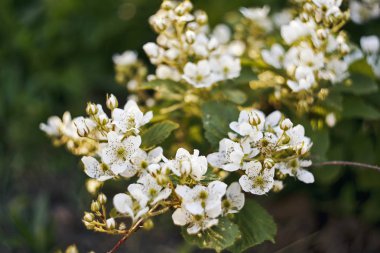 Çiçekler yaz bahçesi. Makro. Güzel çiçekler. Yaz. Harika bir manzara.