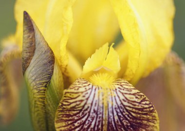 Çiçek Iris. Yaz bahçesi. Güzel çiçekler. Bitkiler.