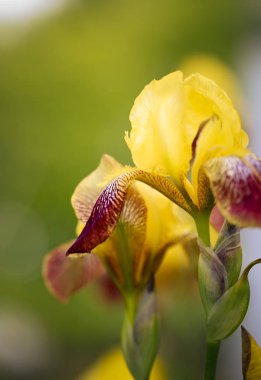 Çiçek Iris. Yaz bahçesi. Güzel çiçekler. Bitkiler.