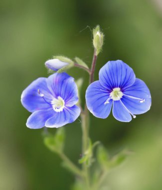 Unutma. Bahçede. Unutma çiçekler. Bahar, yaz bahçede.