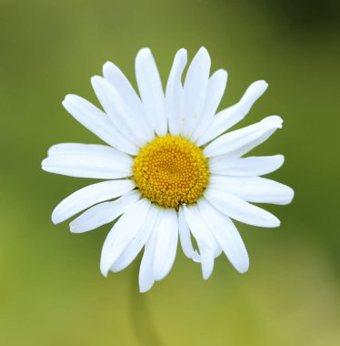 Çiçekler yaz bahçesi. Makro. Güzel çiçekler. Yaz. Harika bir manzara.