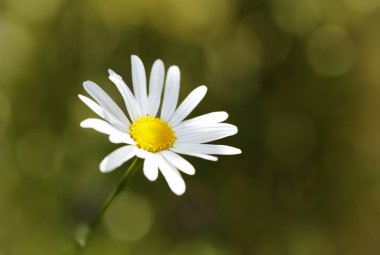Çiçekler yaz bahçesi. Makro. Güzel çiçekler. Yaz. Harika bir manzara.