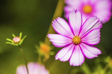 Çiçekler yaz bahçesi. Makro. Güzel çiçekler. Yaz. Harika bir manzara.