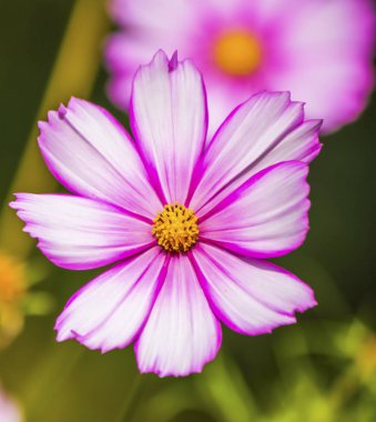 Çiçekler yaz bahçesi. Makro. Güzel çiçekler. Yaz. Harika bir manzara.