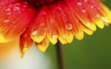 Çiçekler yaz bahçesi. Makro. Güzel çiçekler. Yaz. Harika bir manzara.