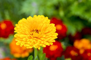 Çiçekler yaz bahçesi. Makro. Güzel çiçekler. Yaz. Harika bir manzara.