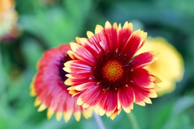 Çiçekler yaz bahçesi. Makro. Güzel çiçekler. Yaz. Harika bir manzara.