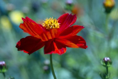 Çiçekler yaz bahçesi. Makro. Güzel çiçekler. Yaz. Harika bir manzara.