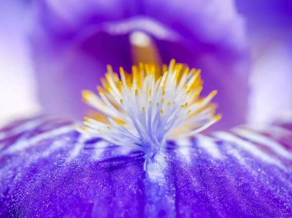 Iris Bloem Zomertuin Mooie Bloemen Planten — Stockfoto