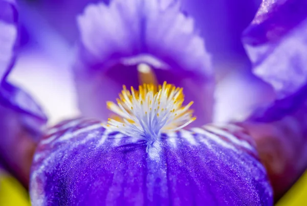 Ίριδας Λουλούδι Καλοκαιρινό Κήπο Όμορφα Λουλούδια Φυτά — Φωτογραφία Αρχείου
