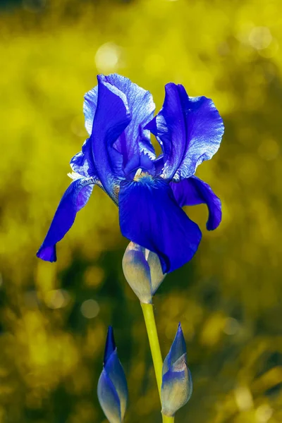 Iris Bloem Zomertuin Mooie Bloemen Planten — Stockfoto