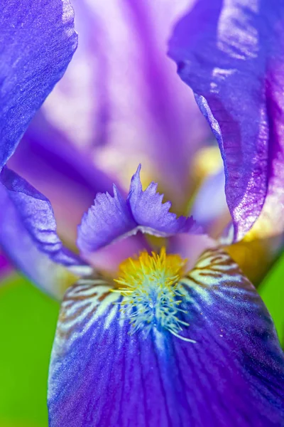 Iris Bloem Zomertuin Mooie Bloemen Planten — Stockfoto