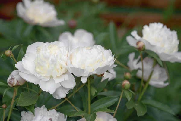 Квітка Півонії Літній Сад Прекрасні Квіти Рослини — стокове фото
