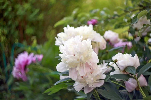 Квітка Півонії Літній Сад Прекрасно Квіти Рослини — стокове фото