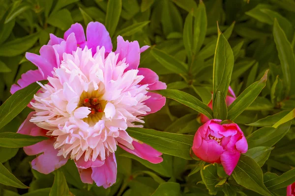 Квітка Півонії Літній Сад Прекрасно Квіти Рослини — стокове фото