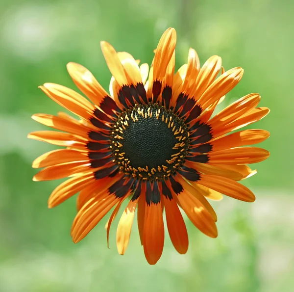 Fleurs Jardin Été Macro Belles Plantes Été Belle Vue — Photo