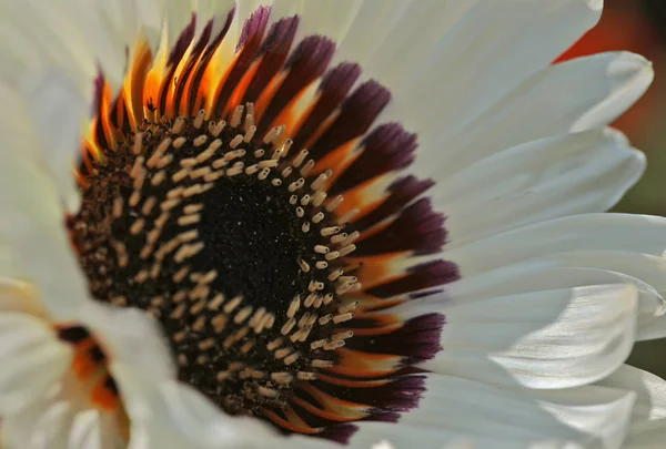 Fleurs Jardin Été Macro Belles Plantes Été Belle Vue — Photo