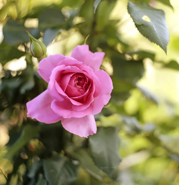 Rose flower .. In the Summer Garden. Beautiful flowers. Plants.