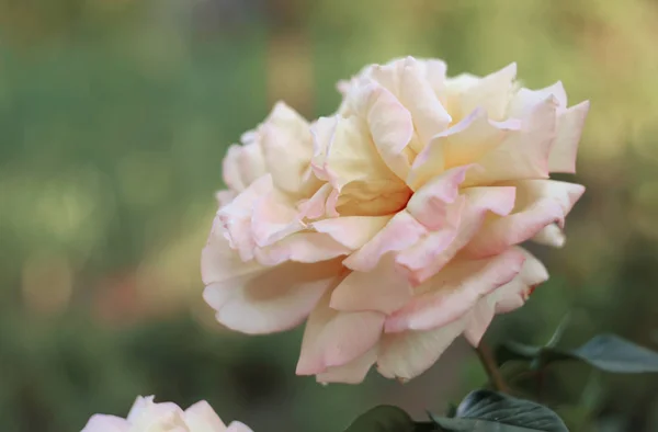 Fiore Rosa Nel Giardino Estate Bellissimi Fiori Piante — Foto Stock