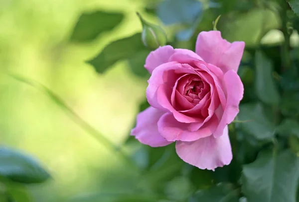 Квітка Троянди Літньому Саду Прекрасні Квіти Рослини — стокове фото