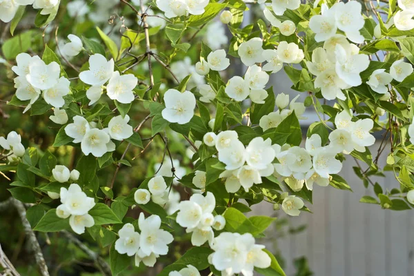 Blommor Sommarträdgård Makro Vackra Växter Sommaren Vacker Utsikt — Stockfoto