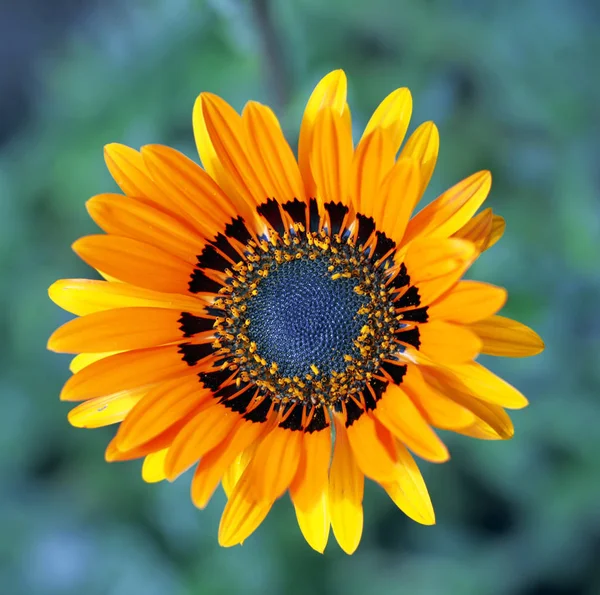 Fleurs Jardin Été Macro Belles Plantes Été Belle Vue — Photo