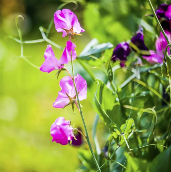 Квіти Літній Сад Макро Прекрасні Рослини Літо Прекрасний Вид — стокове фото