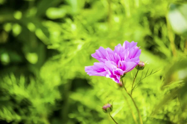 Blumen Garten Makro Schone Pflanzen Sommer Schone Aussicht