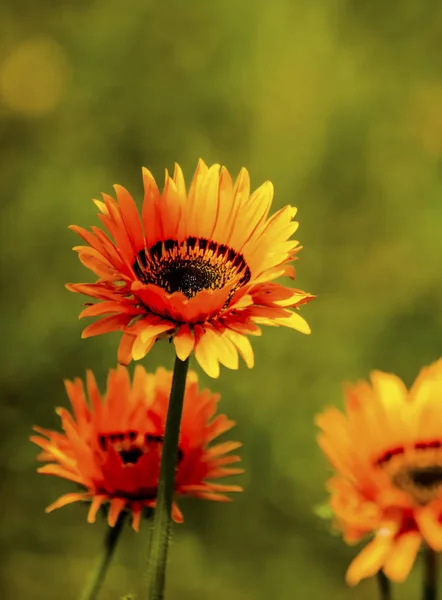 Fleurs Jardin Été Macro Belles Plantes Été Belle Vue — Photo