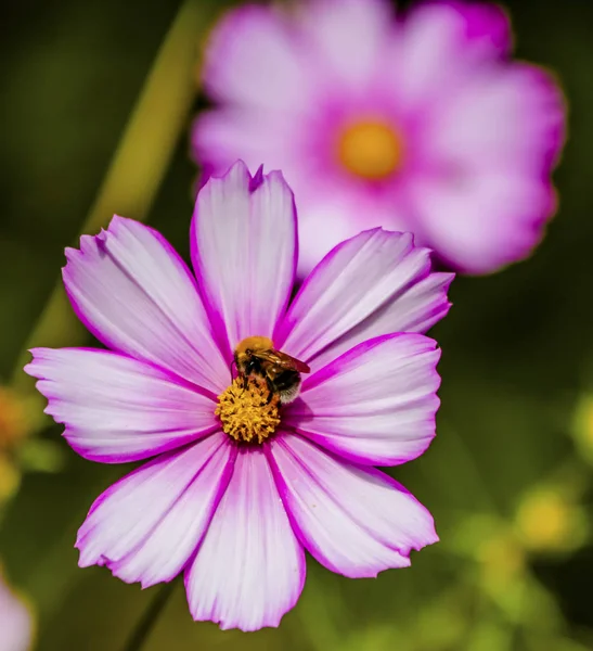 Flowers Summer garden. Macro. Beautiful plants. Summer. Beautiful view.